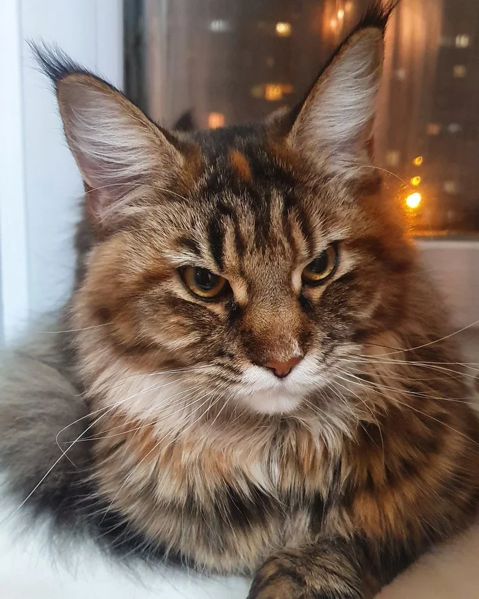 When you try to be serious but... - My, cat, Maine Coon, Tricolor cat, Pets, Animals, Longpost