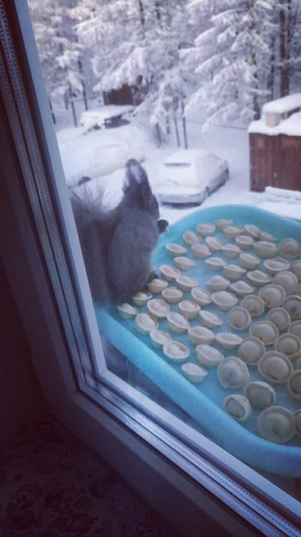 When I hid it from the cat - Squirrel, Dumplings, Winter