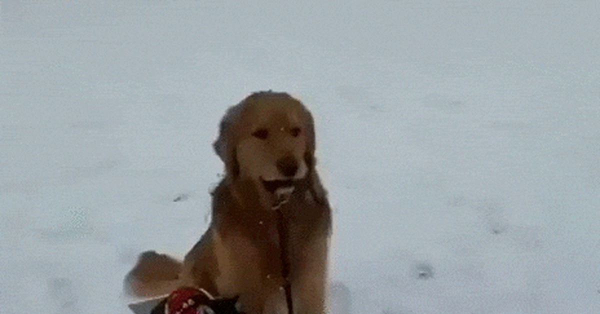 Eh, I'll give it a ride! - cat, Dog, Golden retriever, Pets, Box, Skating, Milota, GIF