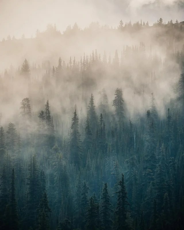 Morning in Banff, Canada - Nature, Forest, Fog, Canada