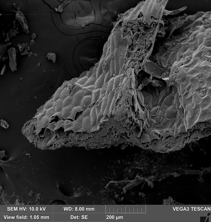 Cigarette in an electron microscope - My, Macro photography, Microfilming, Cigarettes, Tobacco, Electron microscope, Longpost