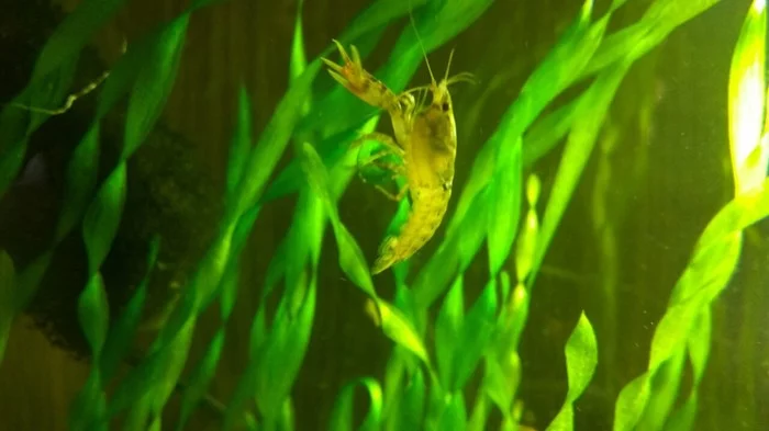 Crayfish farm, or how I ended up growing crayfish - My, Dwarf cancer, Crayfish, Farm, Aquarium, Longpost