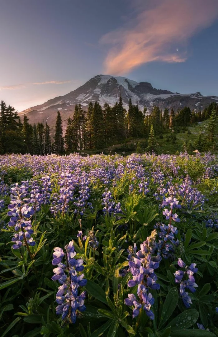 Dawn near Mount Rainier, Washington - Nature, beauty of nature, The photo, Volcano