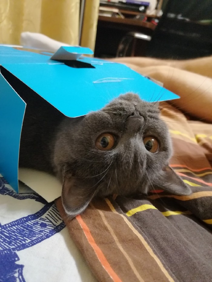 Распаковал наушники, поворачиваюсь, а там...