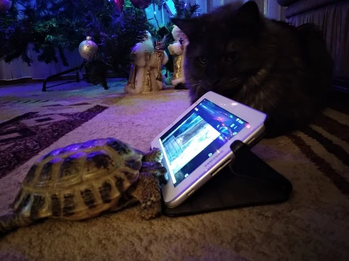 Active netizens - My, Maine Coon, Turtle, Entertainment, Video, Tablet, Friends, Longpost, cat