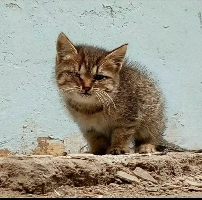 Emhyr Var Perseus. Nocturnal Predator, Great Fly Killer, and Blanket Leg Storm - My, cat, Catomafia, Handsome men, Mustachioed - Striped, Fluffy, Milota, Longpost