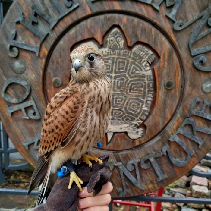 Kompotik and Fleur on a walk - My, Owl, Barn owl, Falcon, Kestrel, Zelenogradsk, Shotaowl, Sokolnik, Longpost, The photo