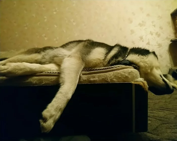 447 days of marriage... - My, Siberian Husky, Husky, Longpost, Outcomes, Dog, Dogs and people