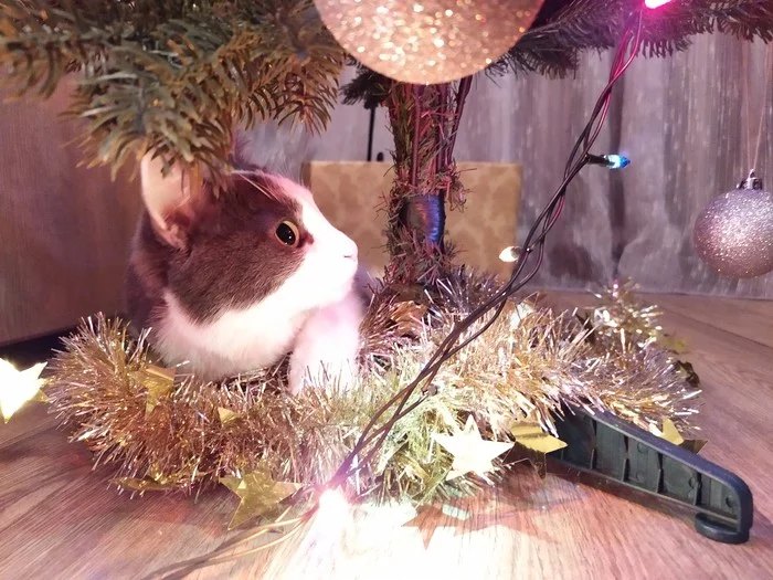 New Year's cat - My, cat, Catomafia, Christmas tree, Garland