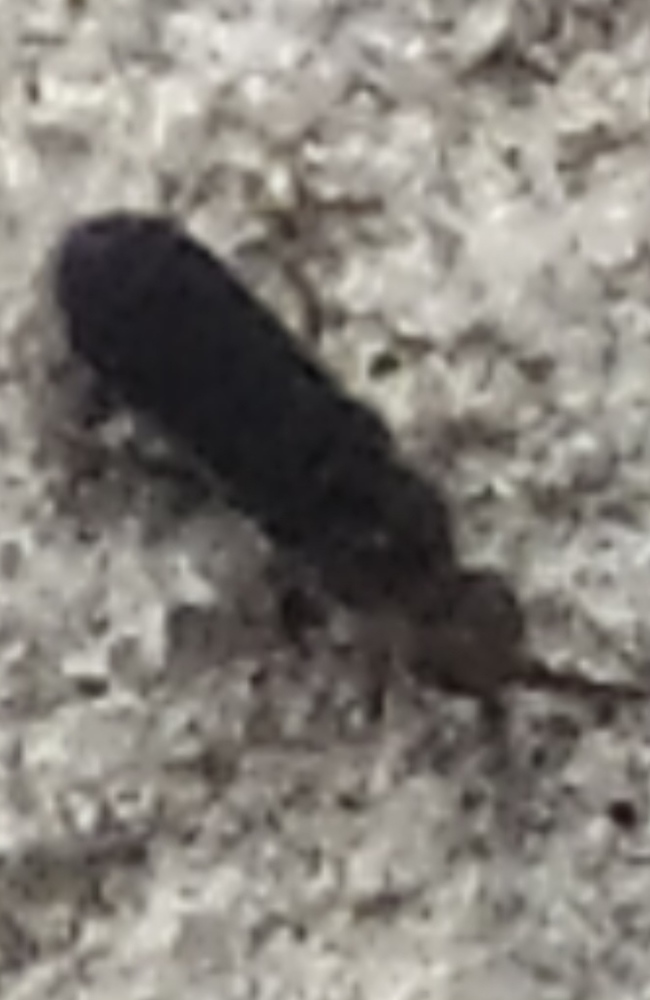 What kind of insect? Length 3 mm - My, Insects, What's this?