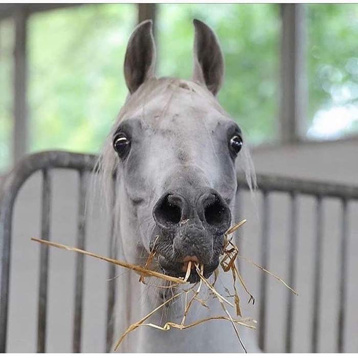 Who said carrot? - Horses, Muzzle