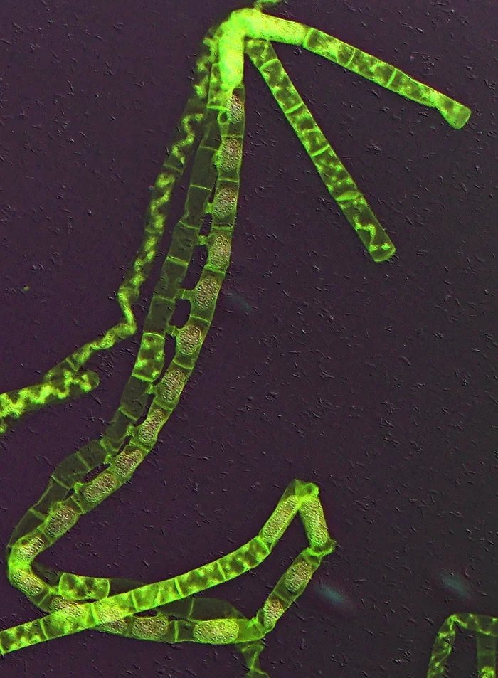 Sex in algae - My, Macro photography, Microfilming, Sex, Seaweed, Microscope, Spirogyra