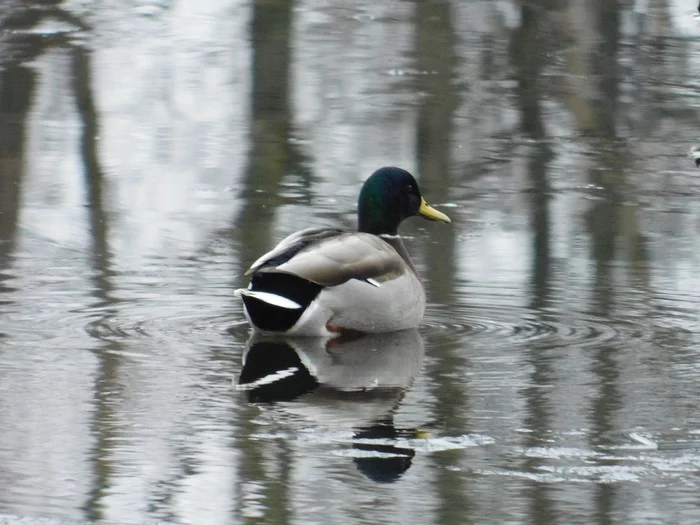 Mallards in Victory Park. 01/07/2020 - My, Mallard duck, Birds, Bird watching, Saint Petersburg, Victory park, Ornithology, Longpost