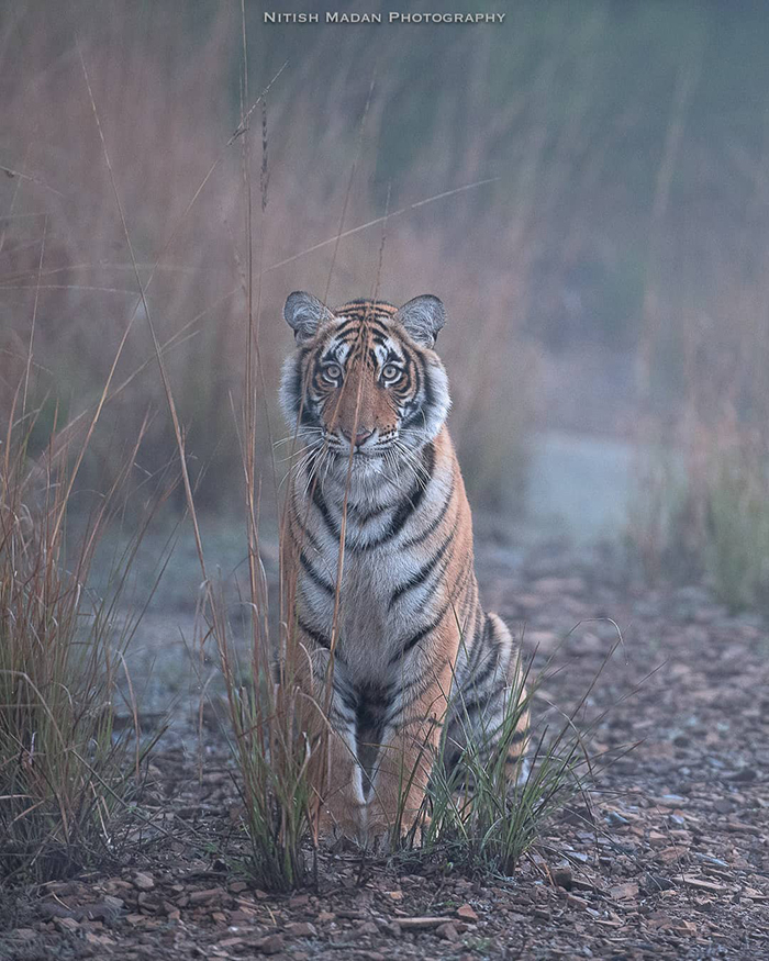 Bengal tigers - Tiger, Nature, India, The photo, Longpost, Animals