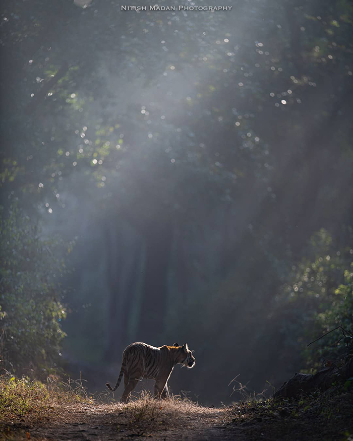 Bengal tigers - Tiger, Nature, India, The photo, Longpost, Animals