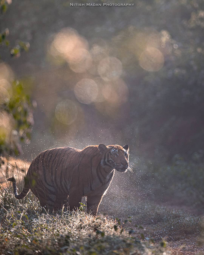 Bengal tigers - Tiger, Nature, India, The photo, Longpost, Animals