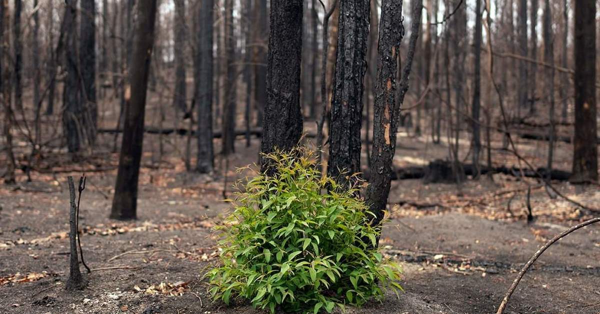 Почему растения гибнут. Лес после пожара. Возрождение леса после пожара. Трава после пожара в лесу. Естественное возобновление леса после пожара.