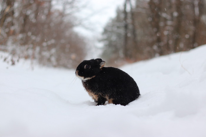 Снежный зайка