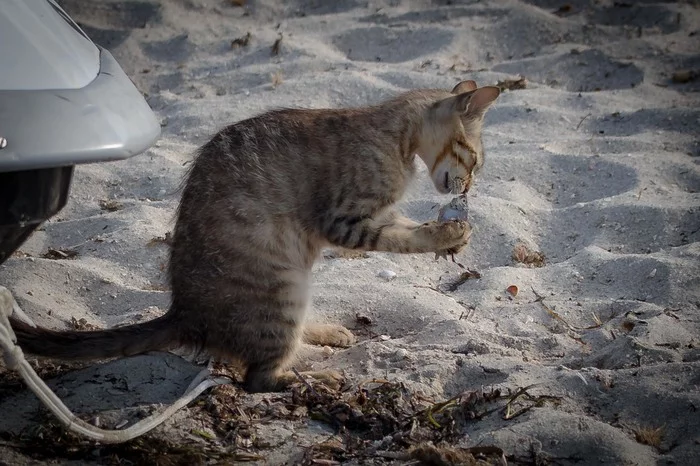 In the animal world - My, Animals, cat, Canon 80d