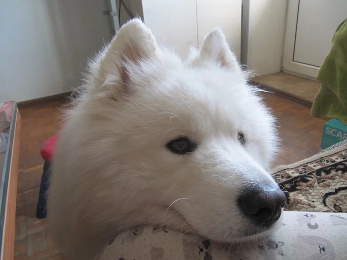 Play with me - My, Samoyed, Pets, Volzhsky, The photo, Dog North, Dog