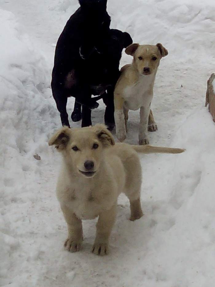 Puppies are looking for loving homes - My, In good hands, Help, Nur-Sultan, Astana, Puppies, Dog, Longpost, Kazakhstan, No rating