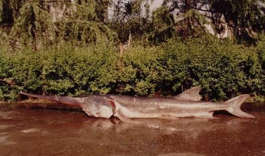 Largest freshwater fish declared extinct - A fish, China, Extinction