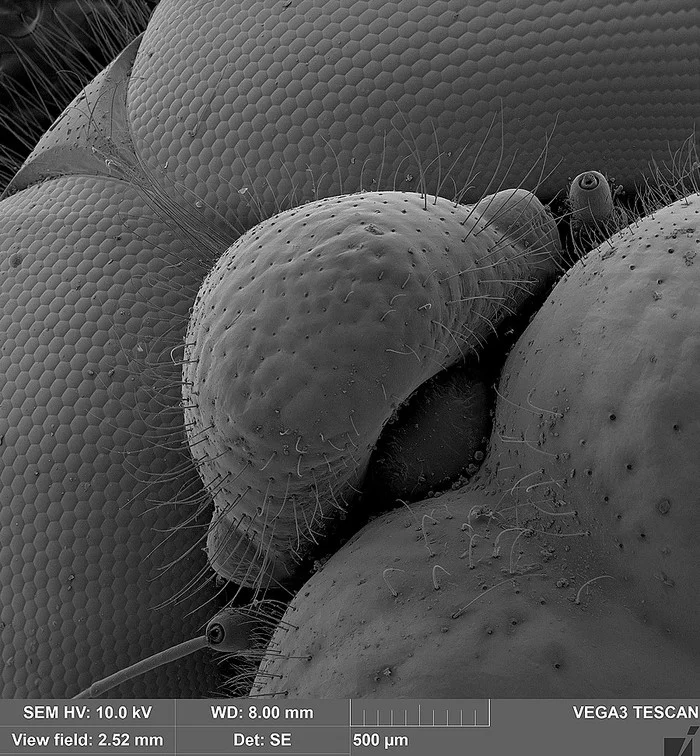The face of a dragonfly in an electron microscope - My, Macro photography, Microfilming, Electron microscope, Dragonfly