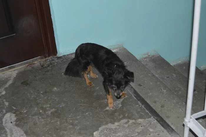 Lost dog Mezhdurechensk, Pushkina 29 - Dog, Mezhdurechensk, In good hands, Lost, No rating, The dog is missing, Search for animals