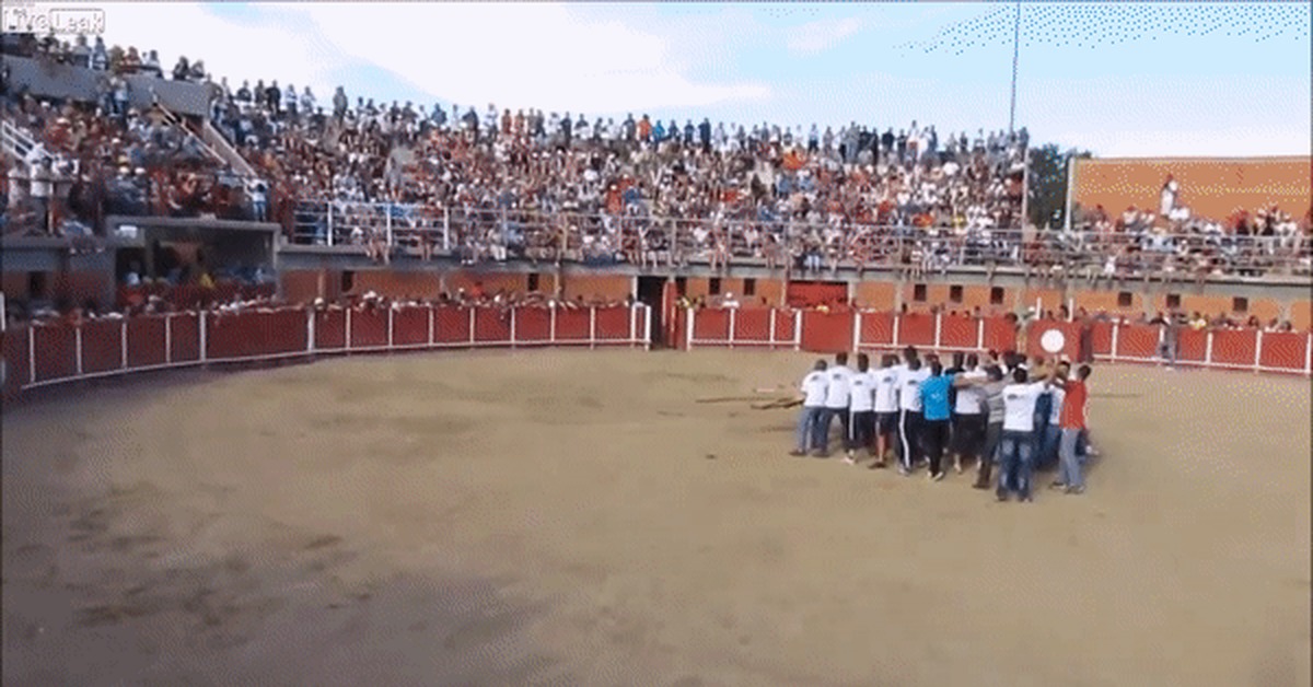 One against thirty - Bull, Rodeo, One against all, GIF