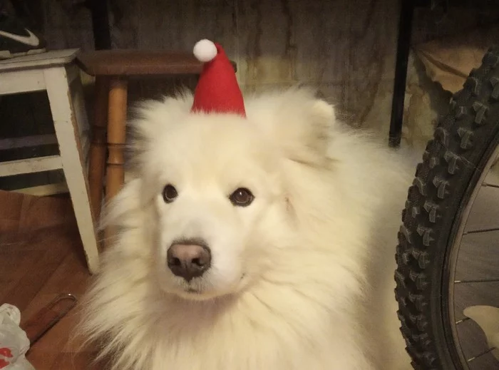 I post it because I can afford it - My, Samoyed, German Shepherd, I can, Longpost