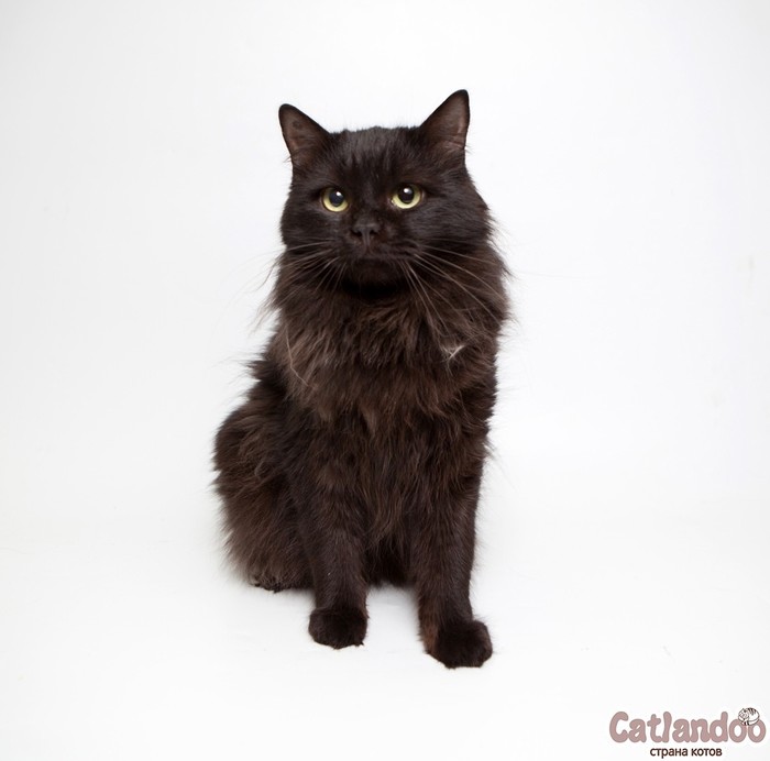 Irresistible cat Agate is looking for a family! - My, Animal shelter, Moscow, cat, Longpost, No rating