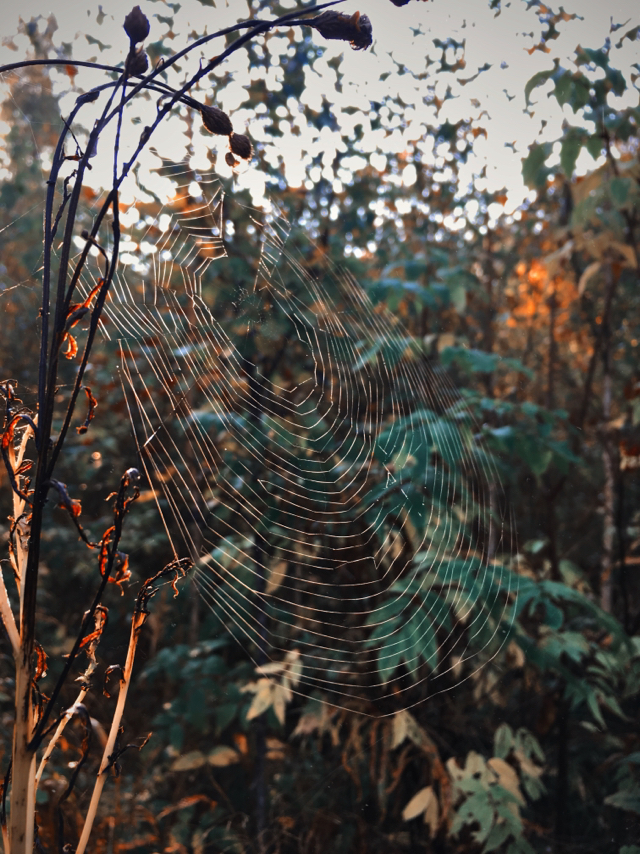 In the woods - My, The photo, Forest, Nature, Mobile photography, Walk in the woods, Longpost, Fern, Web