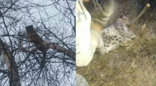 Two snow leopards that came down to people were caught in Kyrgyzstan - Snow Leopard, Kyrgyzstan, Video, Longpost, news