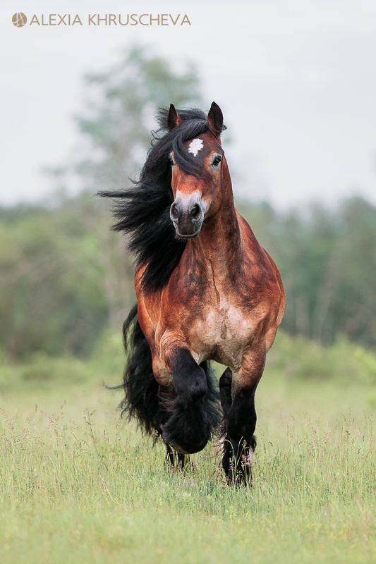 Handsome - Horses, Heavy duty truck, Longpost, The photo