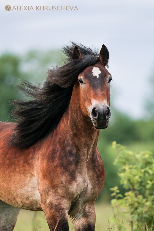 Handsome - Horses, Heavy duty truck, Longpost, The photo