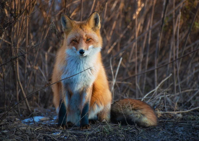 Foxes of Primorye - Fox, Primorsky Krai, Russian island, Longpost, Animals, The photo