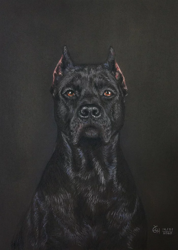 Pitbull - My, Dog, Drawing, Artist, Art, Illustrations, Creation, Hobby, Images