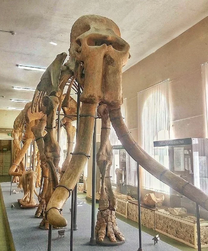 Stavropol region is the birthplace of elephants! - Paleontology, Elephants, Museum, The science, Story, Longpost