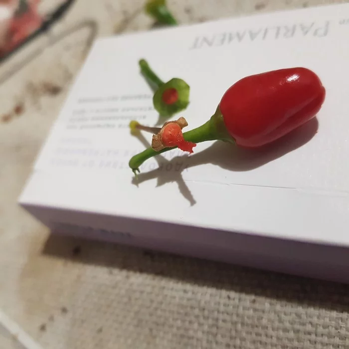 On the issue of the distribution of pungency in the pod - My, Hot peppers, Research, Mat, Longpost