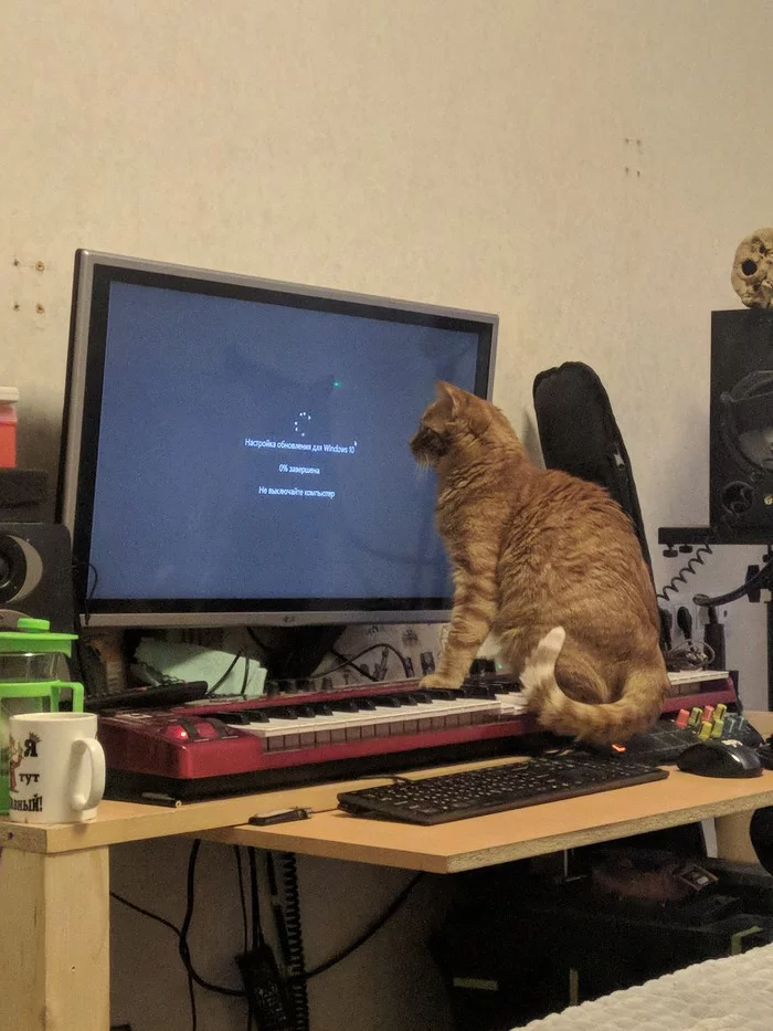 I taught the cat to update Windows and now I don’t know the troubles - My, cat, Catomafia, Sysadmin, Update, Windows 10