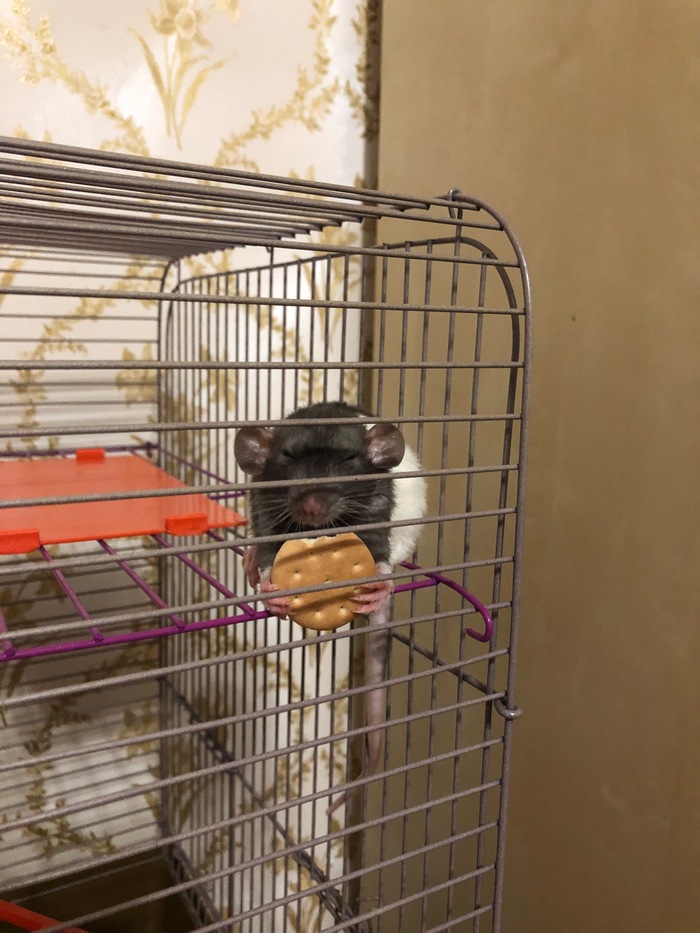 ��� ������ ���� ) �������� ����, � ��������� ������)