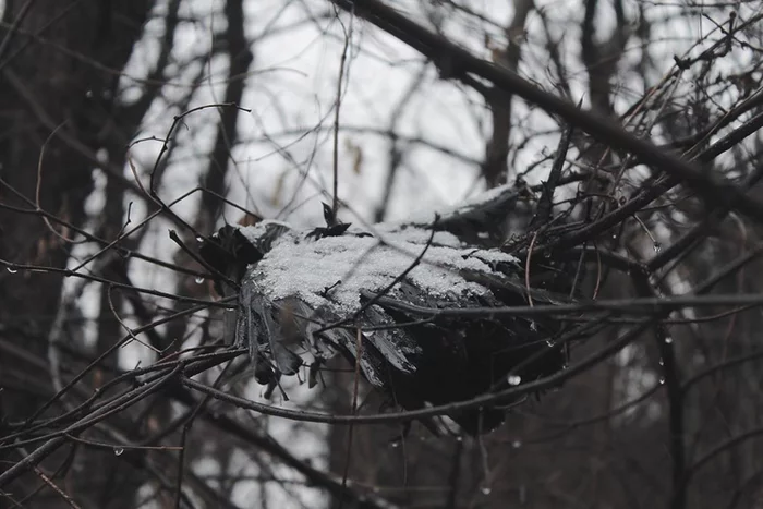 Dead raven at the All Saints Cemetery in Krasnodar - My, Crow, Crow, Krasnodar, Краснодарский Край, Cemetery, Winter, Death, The photo