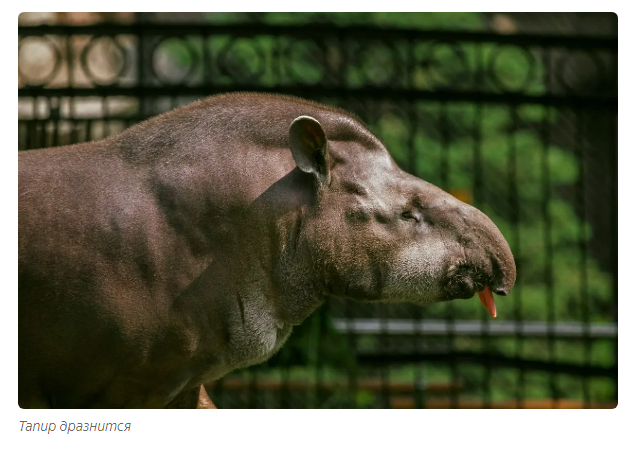 Tapir nose: flexible and mysterious - Animals, Informative, Tapir, Yandex Zen, Longpost, Moscow Zoo