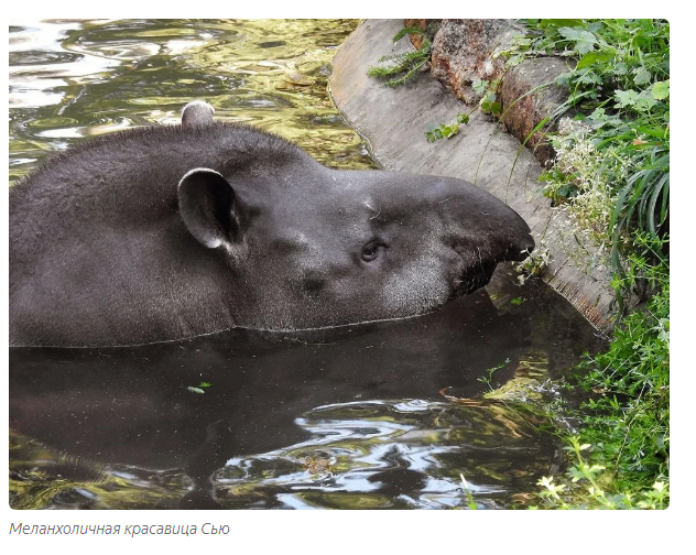 Tapir nose: flexible and mysterious - Animals, Informative, Tapir, Yandex Zen, Longpost, Moscow Zoo