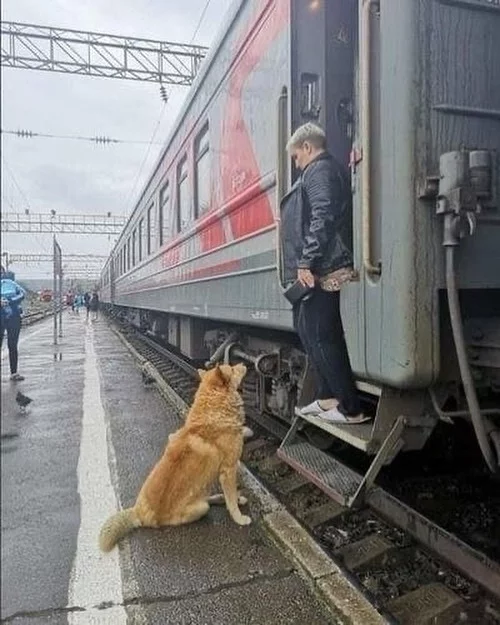 Master, if you are human, show up!!! - Railway, Samara, Dog, Search for animals, Hachiko, Railway station, No rating