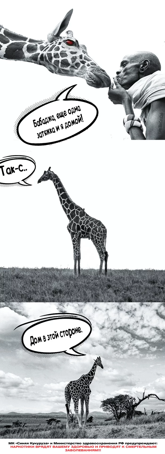 Stoned giraffe - Comics, Memes, Giraffe, Humor, Longpost