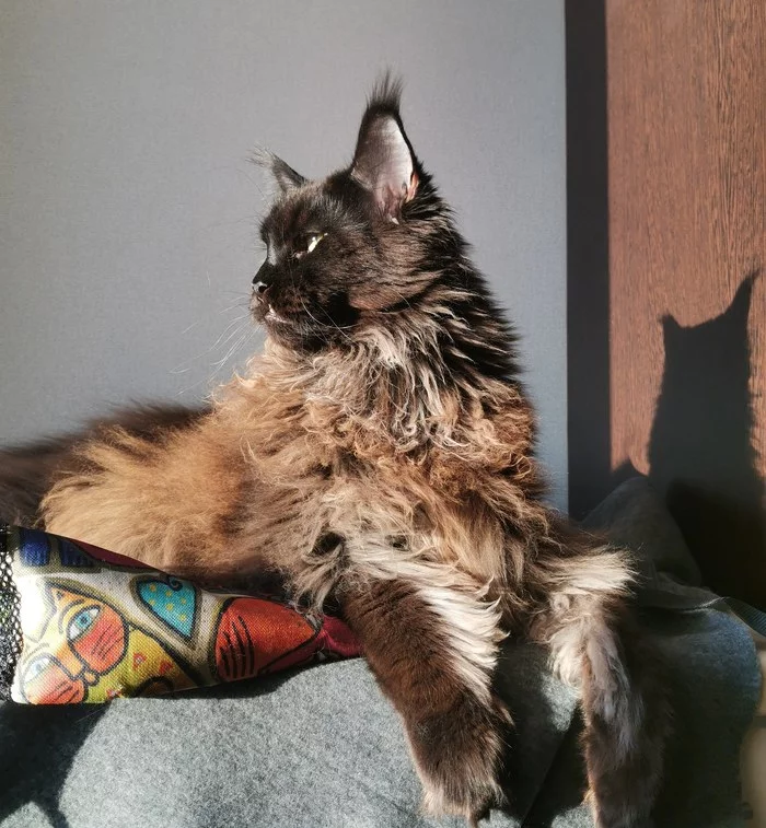 Cat in the sun - My, Maine Coon, Black cat, Longpost, cat