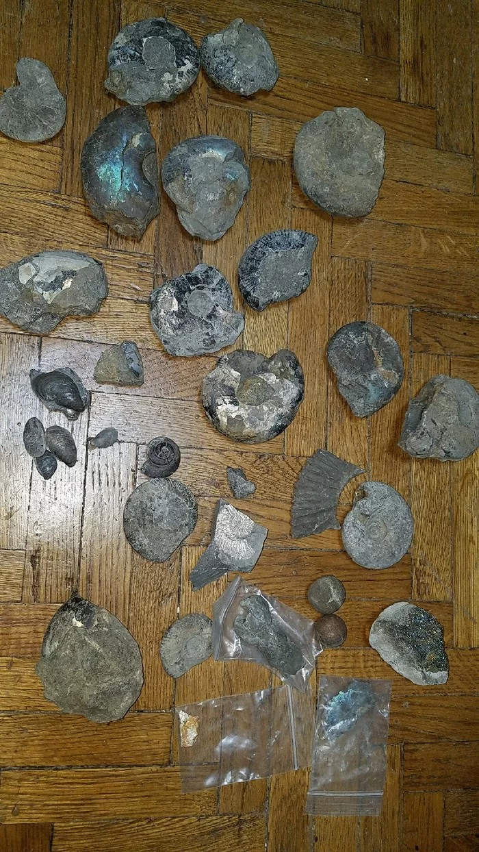 I will give away ammonites, brachiopods, gastropods, nodules (2) - My, I will give, Paleontology, Ammonite, Brachiopods, Pyrite, Longpost, Moscow