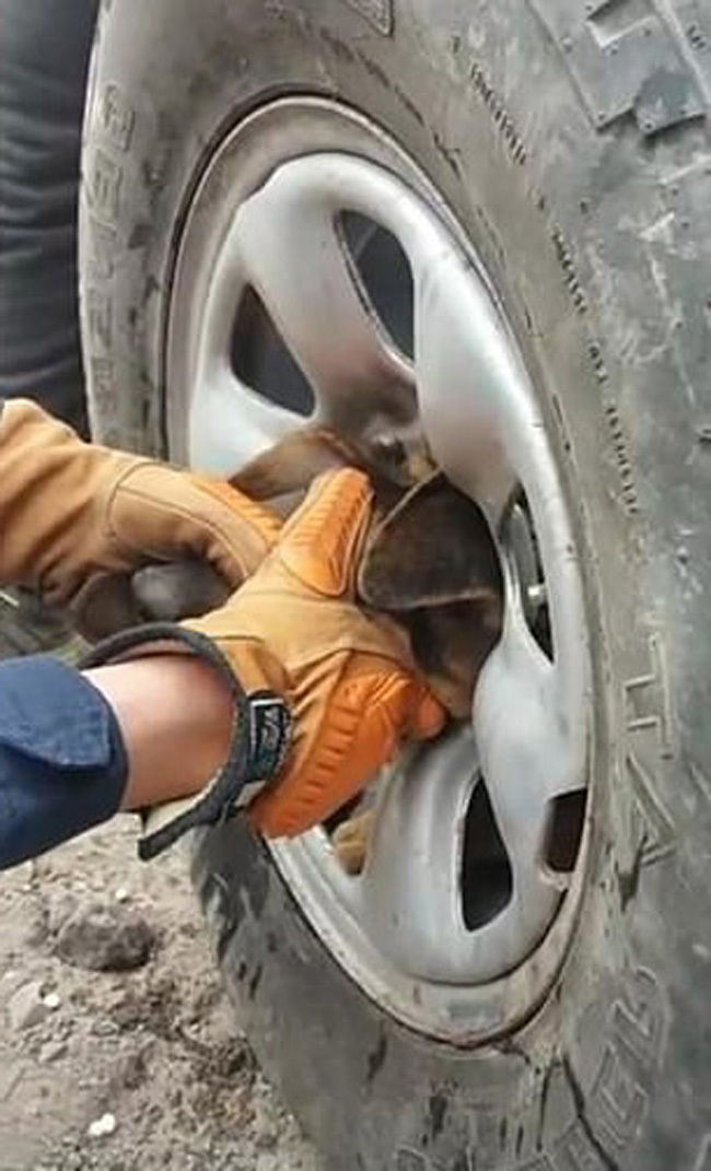 Бездомный пес застрял в автомобильном колесе - Животные, Собака, Помощь, Спасение животных, Видео, Длиннопост