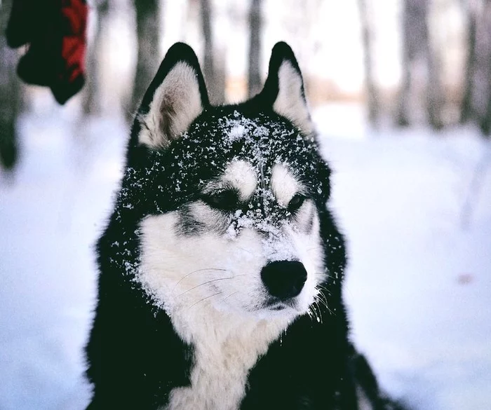 My handsome :) - My, Husky, Siberian Husky, Dog, Snow, Winter